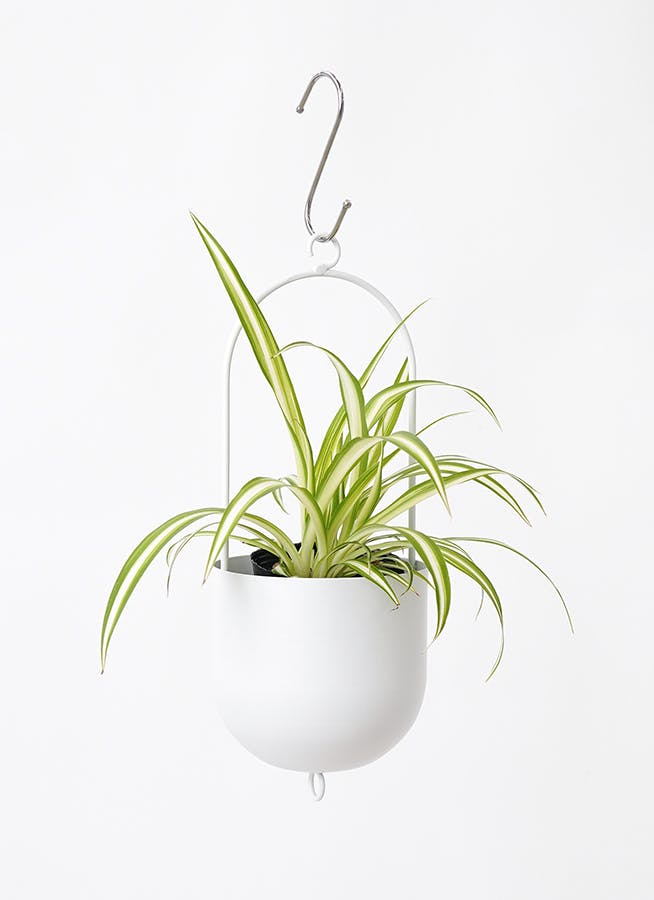 オリヅルラン | 観葉植物の通販ならHitoHana（ひとはな）