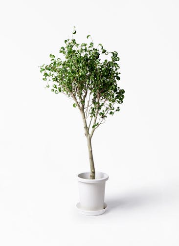 観葉植物 フィカス ベンジャミン 8号 シタシオン プラスチック鉢