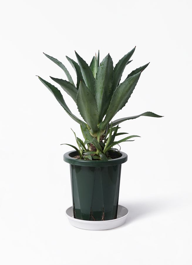観葉植物 アオノリュウゼツラン 8号 アメリカーナ プラスチック鉢 観葉植物ならhitohana ひとはな 観葉植物 アオノリュウゼツラン 8号 アメリカーナ プラスチック鉢 観葉植物ならhitohana ひとはな