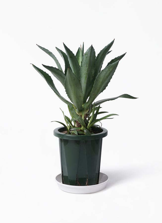 観葉植物 アオノリュウゼツラン 8号 アメリカーナ プラスチック鉢 観葉植物ならhitohana ひとはな