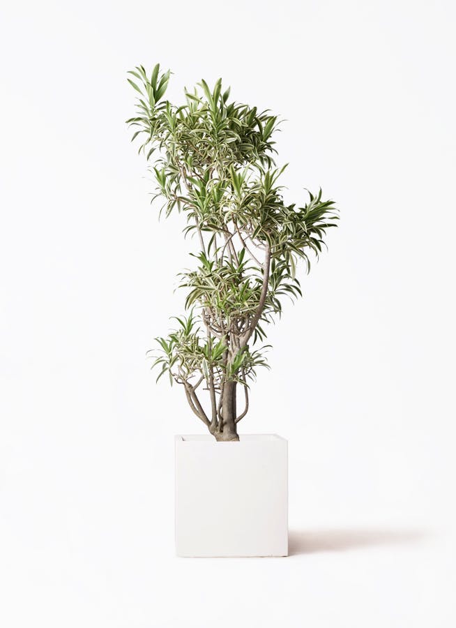 その他観葉植物 user_1242a77b 観葉植物 ドラセナ コンパクター 6号 アルトポット カプチーノM