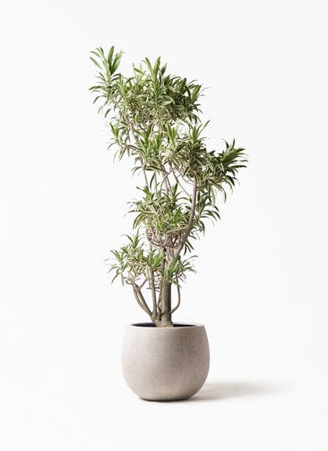観葉植物 ドラセナ ソング オブ インディア 8号 テラニアス ローバルーン アンティークホワイト 付き
