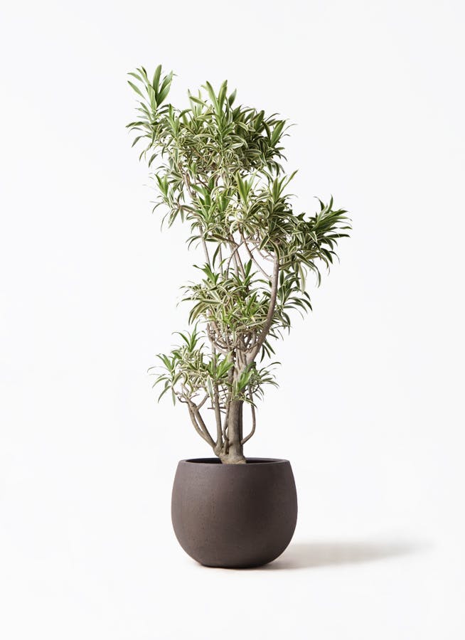 希少観葉植物　インディアナ　 希少観葉植物 インディアナ 【公式通販】