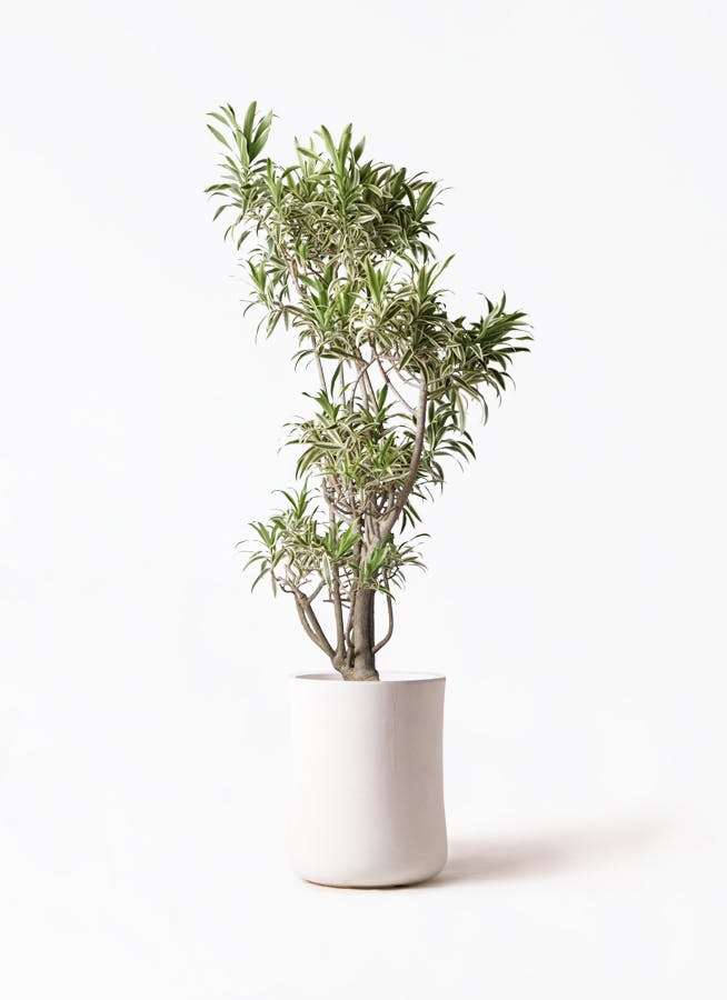 観葉植物 オリーブの木 8号 デルモロッコ バスク ミドル ホワイト 付き