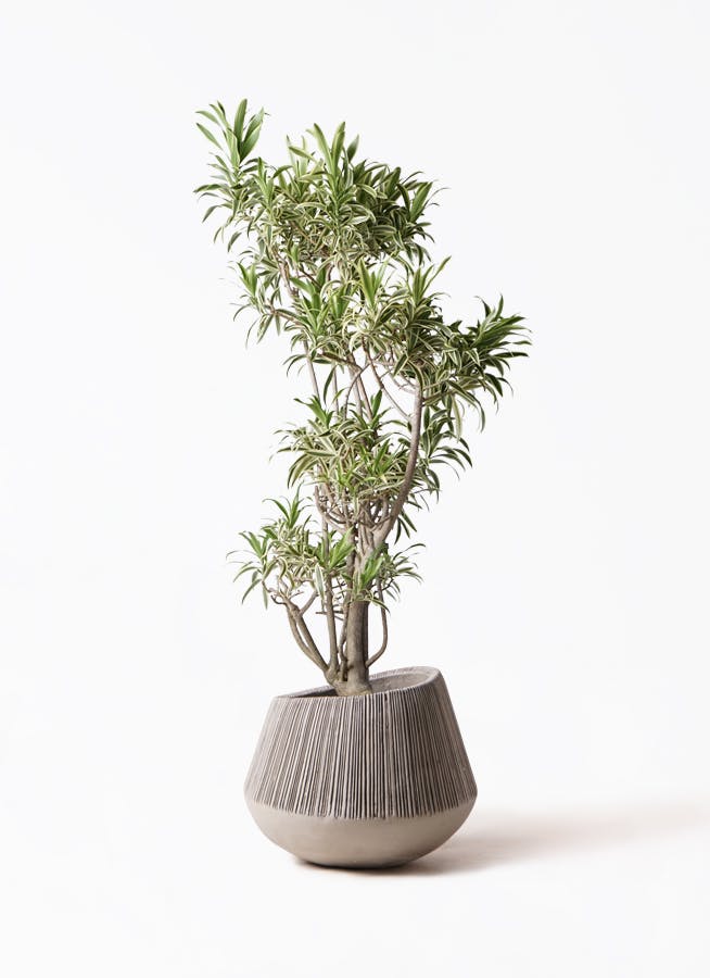 観葉植物 ドラセナ ソング オブ インディア 8号 エディラウンド 観葉植物 ドラセナ ソング オブ インディア 8号 エディラウンド