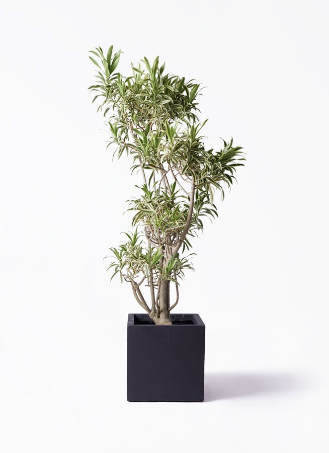 観葉植物 ドラセナ ソングオブインディア 観葉植物 ドラセナ ソング オブ インディア 8号 パボ トール
