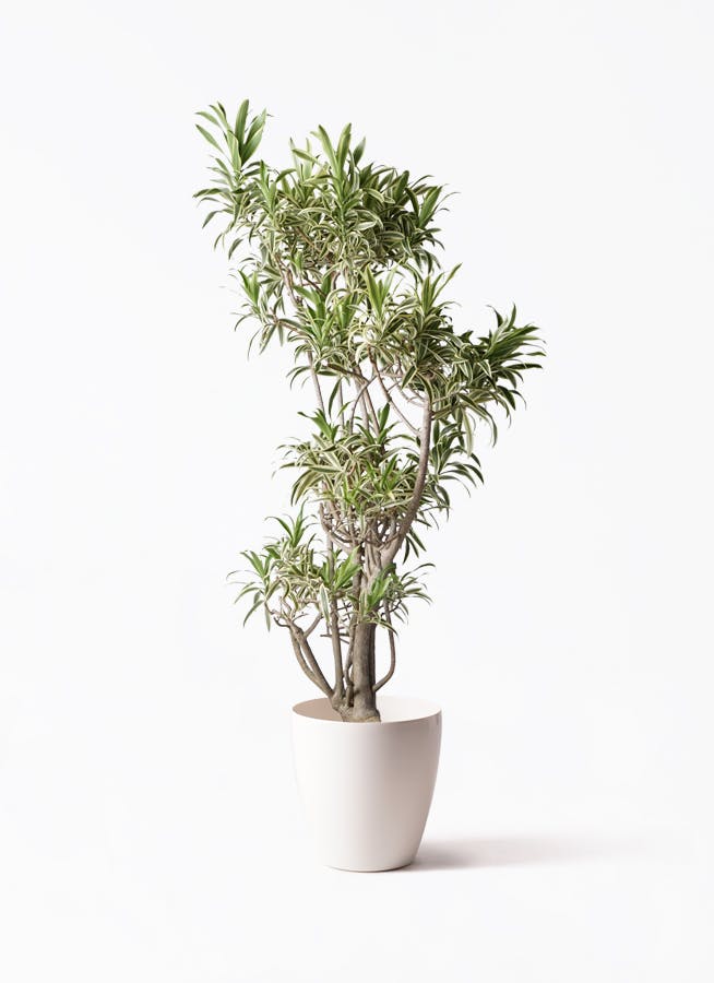 ソング・オブ・インディア　no1　COOLな樹形 ソング・オブ・インディア no1 COOLな樹形