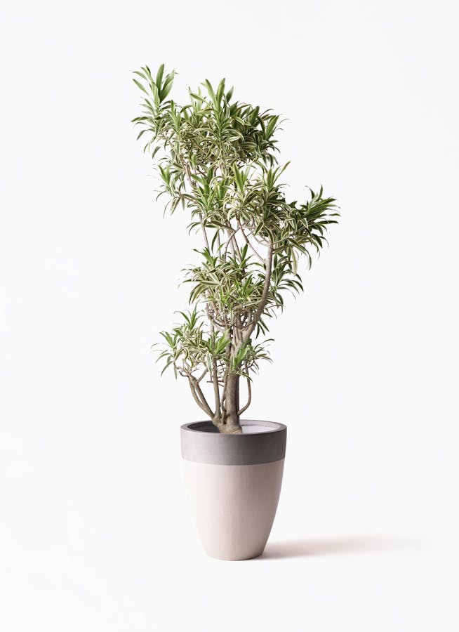 観葉植物 フェニックスロベレニー 8号 ファイバーストーンカプリ