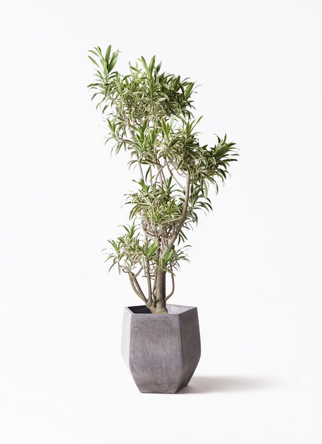 ドラセナ ソング オブ インディア ノーマル | 観葉植物通販