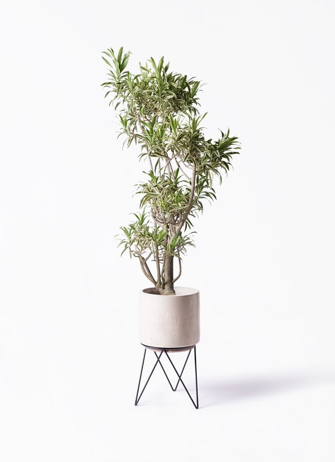 ドラセナ ソング オブ インディア | 観葉植物通販HitoHana(ひとはな)
