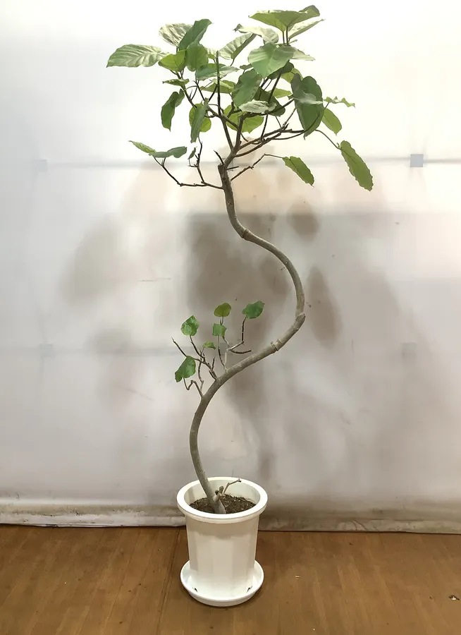 観葉植物 フィカス ウンベラータ 195cm フィカス ウンベラータ 10号 曲り プラスチック鉢 1都3県配送限定商品 新春セール中 観葉植物ならhitohana ひとはな