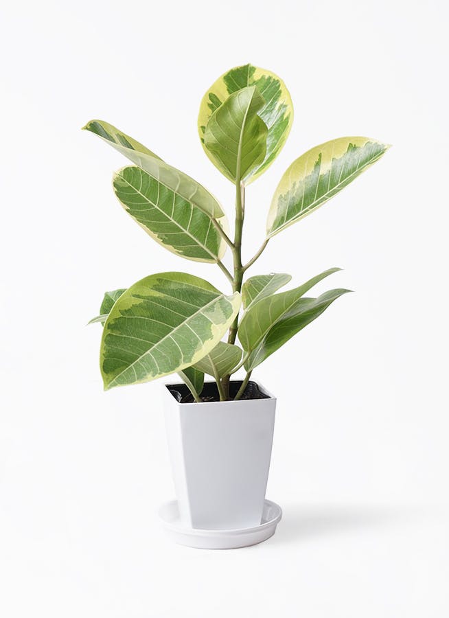 観葉植物 フィカス アルテシーマ 4号 ストレート ルーツ 15 H グレー 観葉植物 フィカス アルテシーマ 4号 ストレート ルーツ 15 H グレー