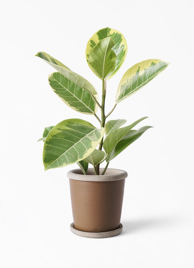 観葉植物 フィカス アルテシーマ 4号 ストレート キャメルポット ブラウン 付き 観葉植物ならhitohana ひとはな 観葉植物 フィカス アルテシーマ 4号 ストレート キャメルポット ブラウン 付き 観葉植物ならhitohana ひとはな