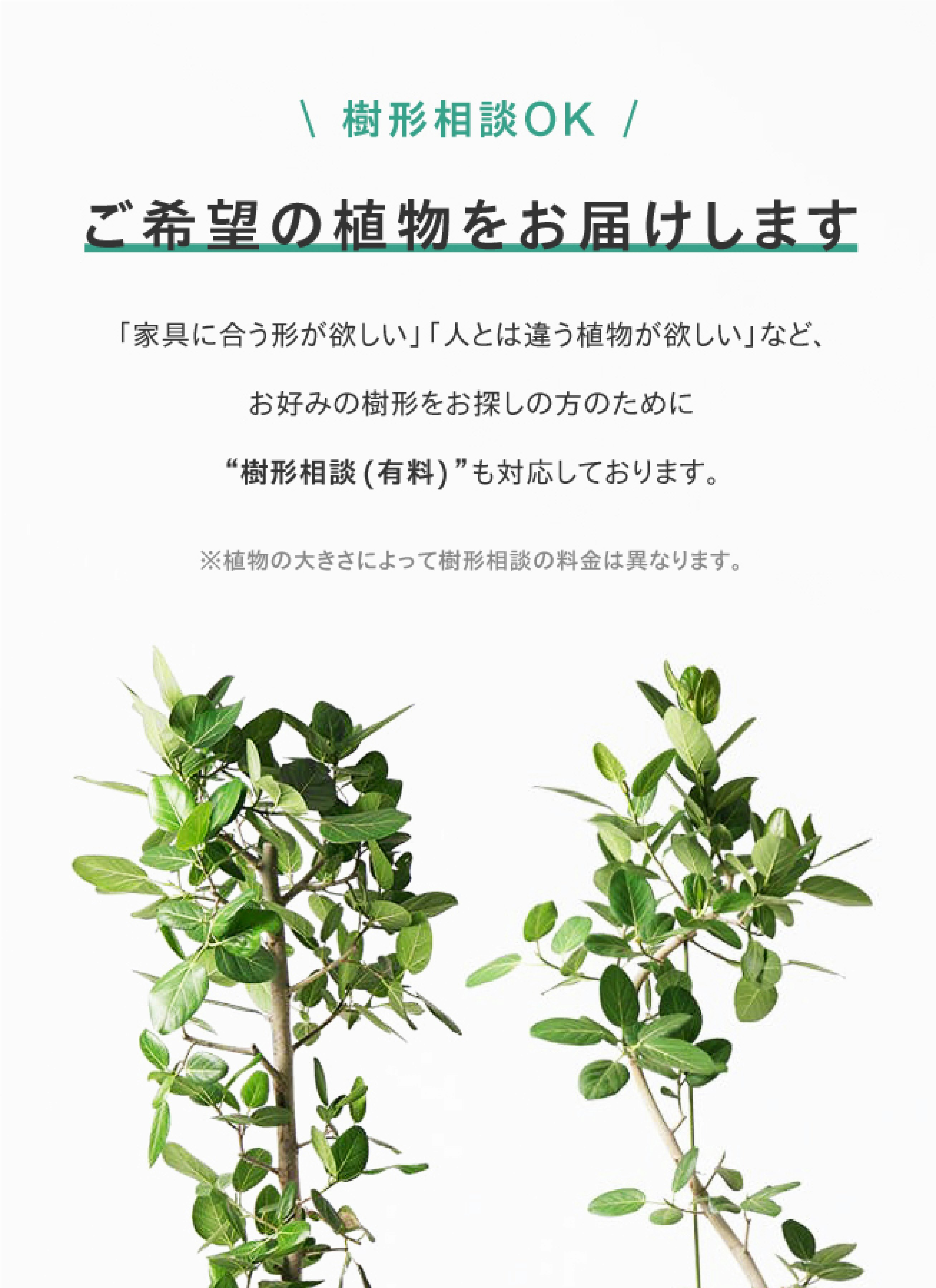 ウンベラータ　観葉植物　ノーマル　プラスチック鉢　フィカス　8号　観葉植物ならHitoHana(ひとはな)