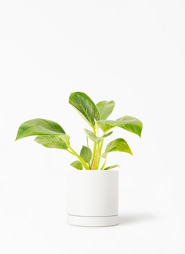 観葉植物 フィロデンドロン 4号 バーキン オーセ 1 W ホワイト 植え替えキット付き