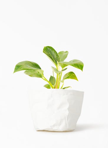観葉植物 フィロデンドロン 4号 バーキン クラフトペーパーポット 0 W ホワイト 付き