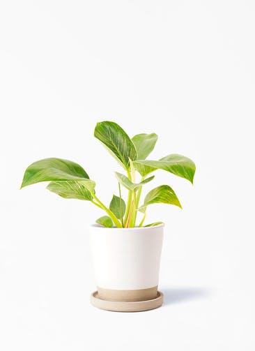 観葉植物 フィロデンドロン 4号 バーキン Mat Glaze Terracotta(マット グレーズ テラコッタ) ホワイト 植え替えキット付き