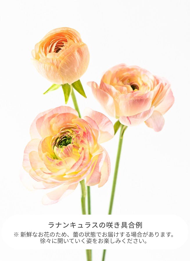 春の花束 ラナンキュラス オレンジ M | 花束ならHitoHana(ひとはな)
