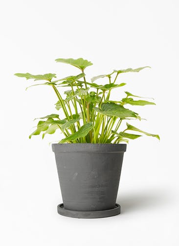 観葉植物 フィロデンドロン 5号 オージー（クッカバラ） ストーンウェア セラミック スタンダードポット Black 付き