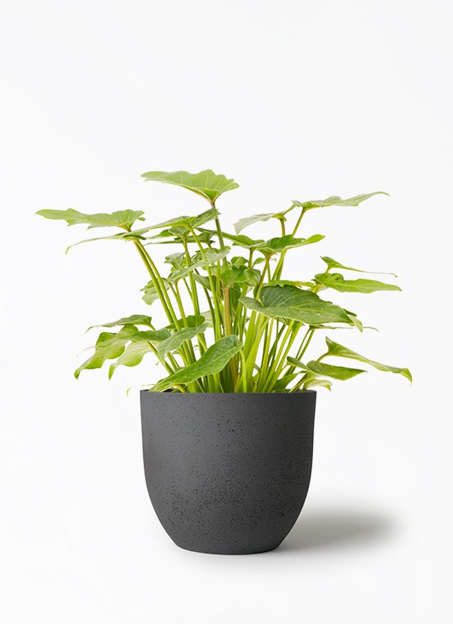 観葉植物 ソテツ 5号 インティ M 濃グレイ 付き | 観葉植物なら 観葉植物 ソテツ 5号 インティ M 濃グレイ 付き | 観葉植物なら