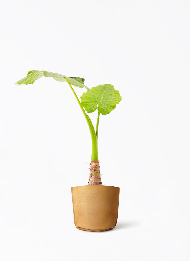 アロカシア6種　バラ売り不可 アロカシア6種 バラ売り不可 アロカシア | 希少植物の販売