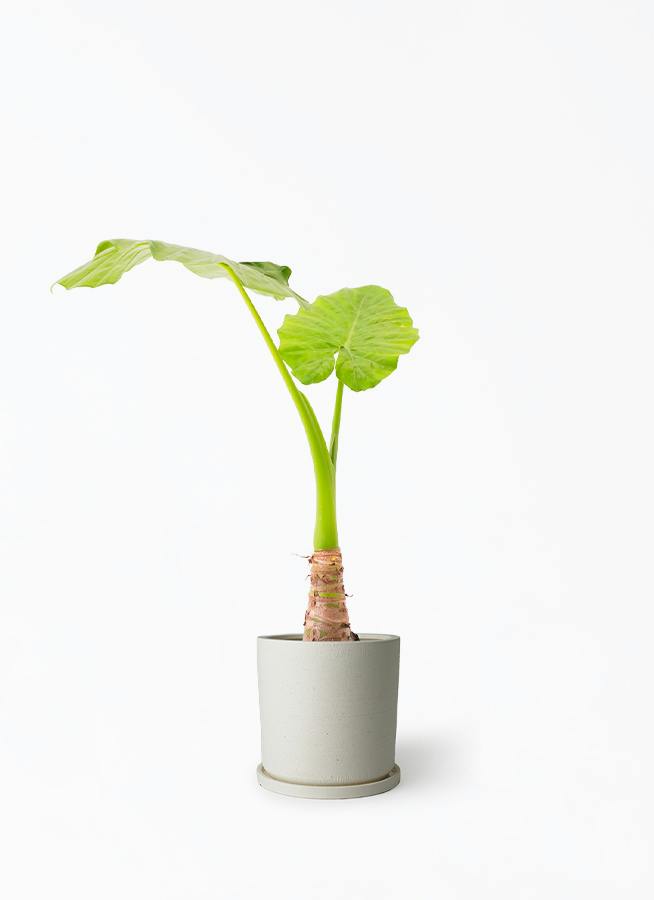 観葉植物 アロカシア 6号 オドラ（クワズイモ） ストーンウェア