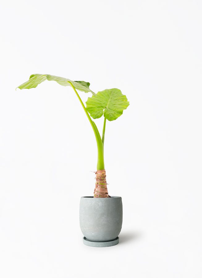 アロカシア 6号 | 観葉植物の通販ならHitoHana（ひとはな）