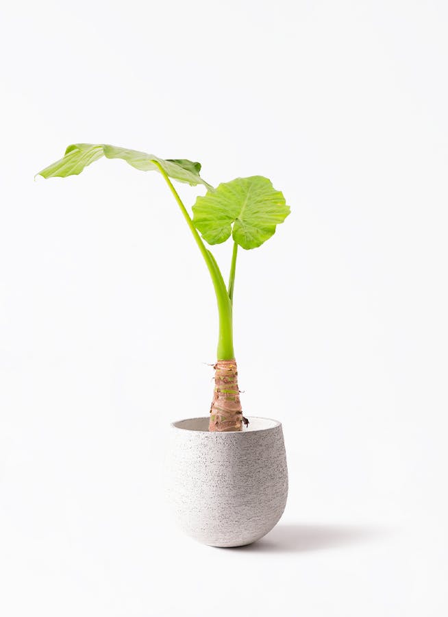 アロカシア6種　バラ売り不可 アロカシア 6号 | 観葉植物の通販ならHitoHana（ひとはな）