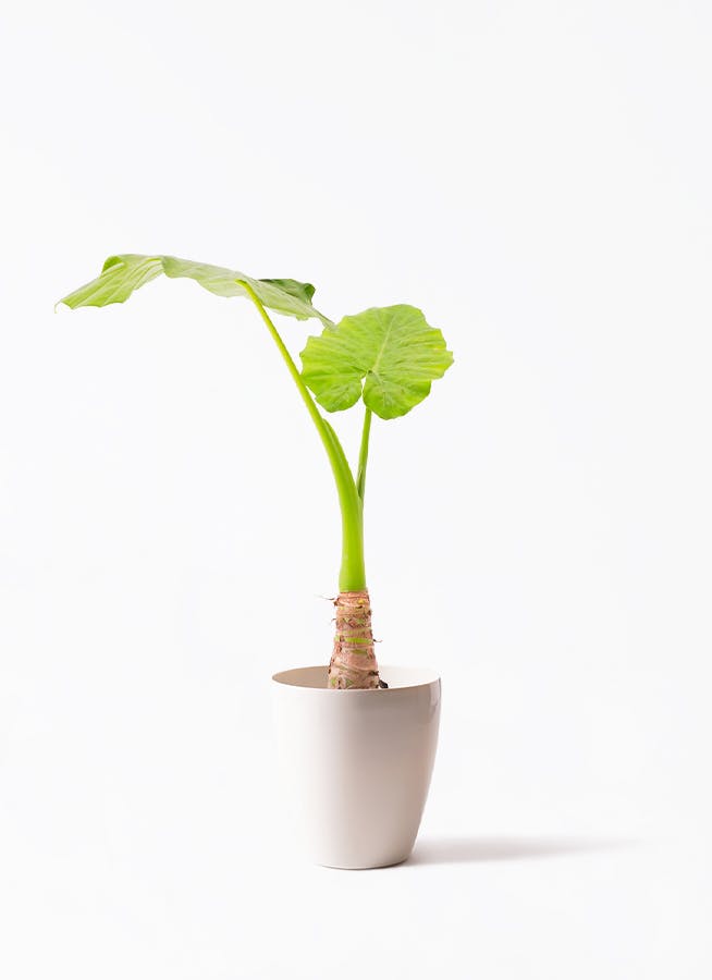 アロカシア 6号 | 観葉植物の通販ならHitoHana（ひとはな）