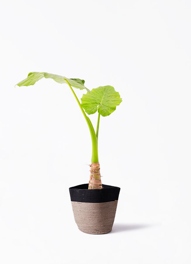 アロカシア　２点セット アロカシア – Page 3 – 観葉植物専門店プランチュ