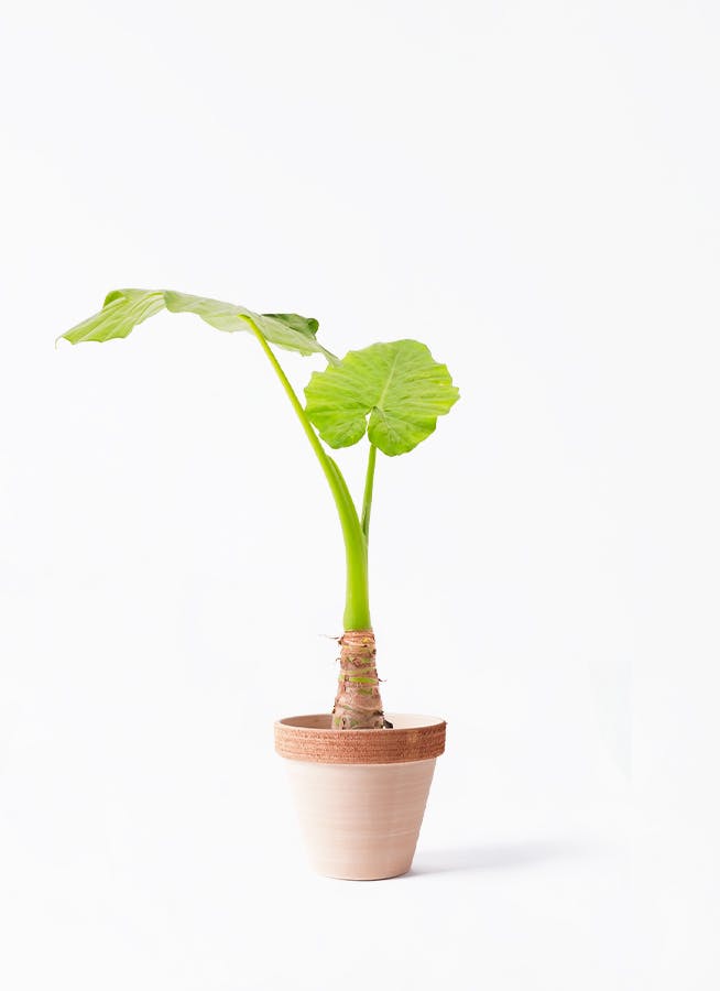 アロカシア6種　バラ売り不可 アロカシアについて悩んでいます。①今月7/7に購入、植え替え