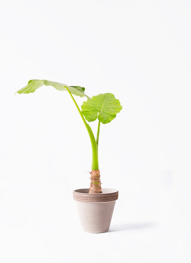 アロカシア 6号 | 観葉植物の通販ならHitoHana（ひとはな）