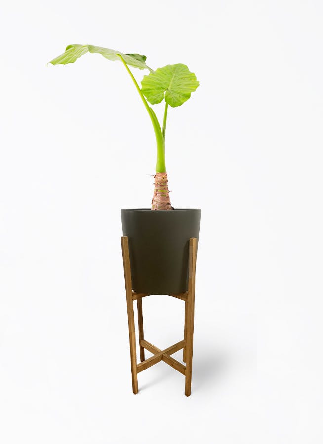 アロカシア 6号 | 観葉植物の通販ならHitoHana（ひとはな）
