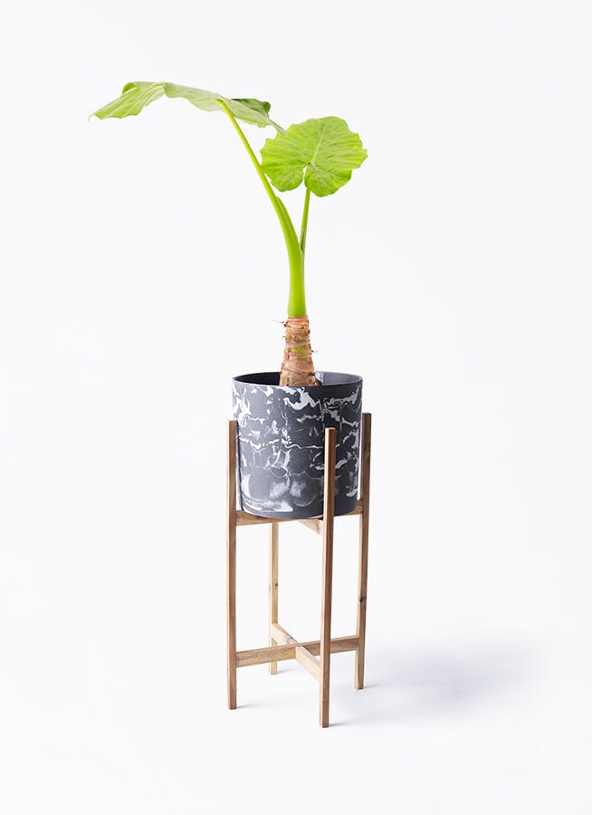 アロカシア | 希少植物の販売 アグラオネマ専門販売店