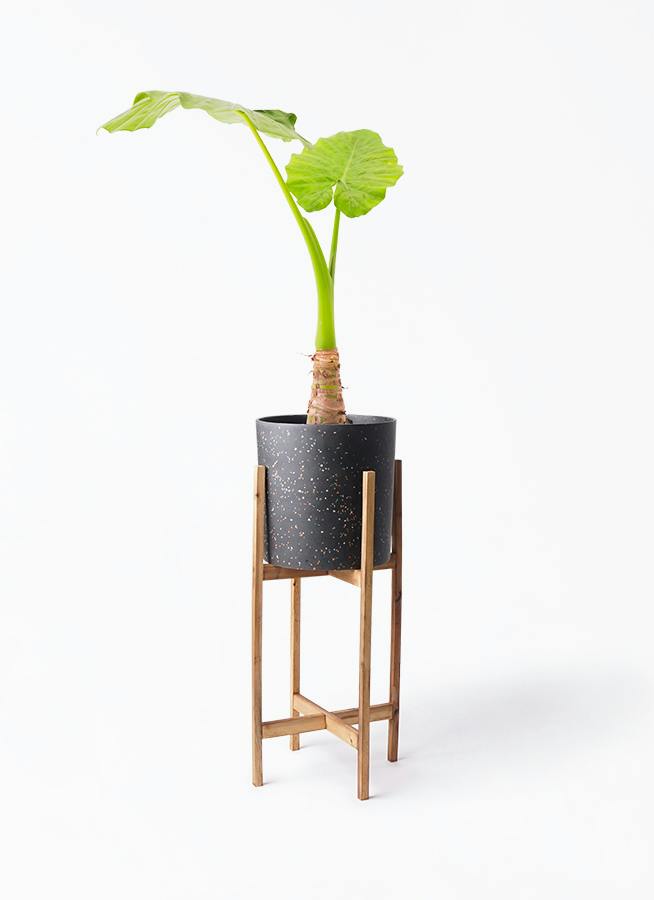 アロカシア 6号 | 観葉植物の通販ならHitoHana（ひとはな）