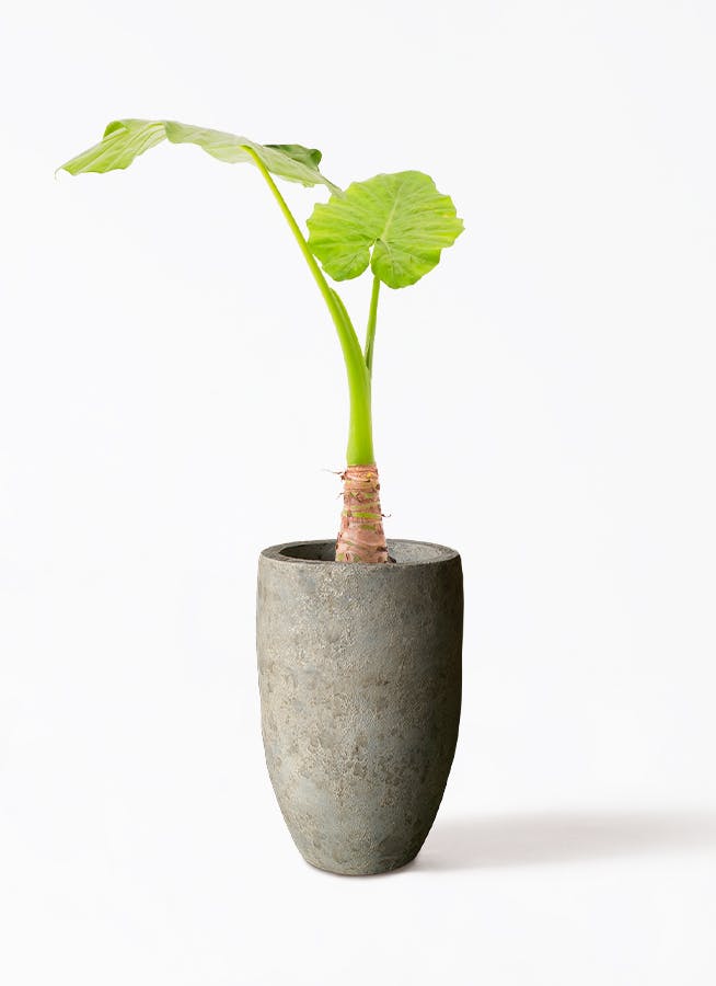 観葉植物 アロカシア 6号 オドラ（クワズイモ） Sheer Pot (シアー