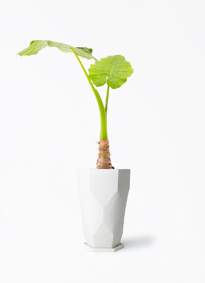 アロカシア6種　バラ売り不可 アロカシア 6号 | 観葉植物の通販ならHitoHana（ひとはな）