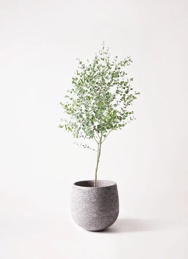 観葉植物 ユーカリ 6号 グニー エコストーンgray 付き 観葉植物ならhitohana ひとはな