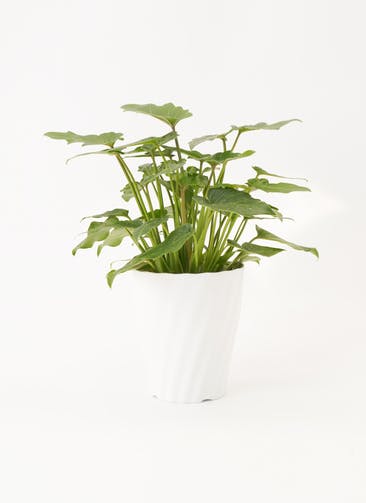 観葉植物 フィロデンドロン 5号 オージー（クッカバラ） プラスチック鉢