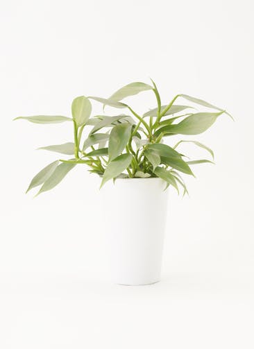 観葉植物 フィロデンドロン 4号 シルバーメタル プラスチック鉢