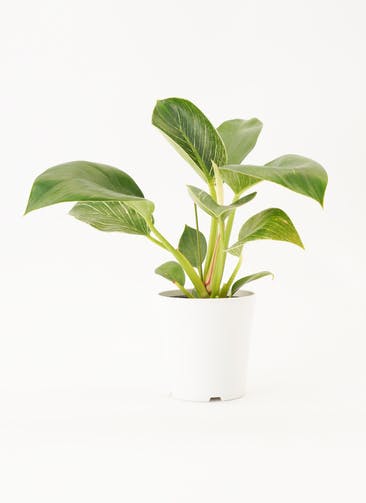 観葉植物 フィロデンドロン 4号 バーキン プラスチック鉢