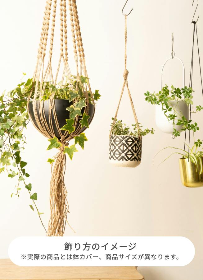 観葉植物 ヘデラ（アイビー） 4号 黄斑入り ジュート バスケット