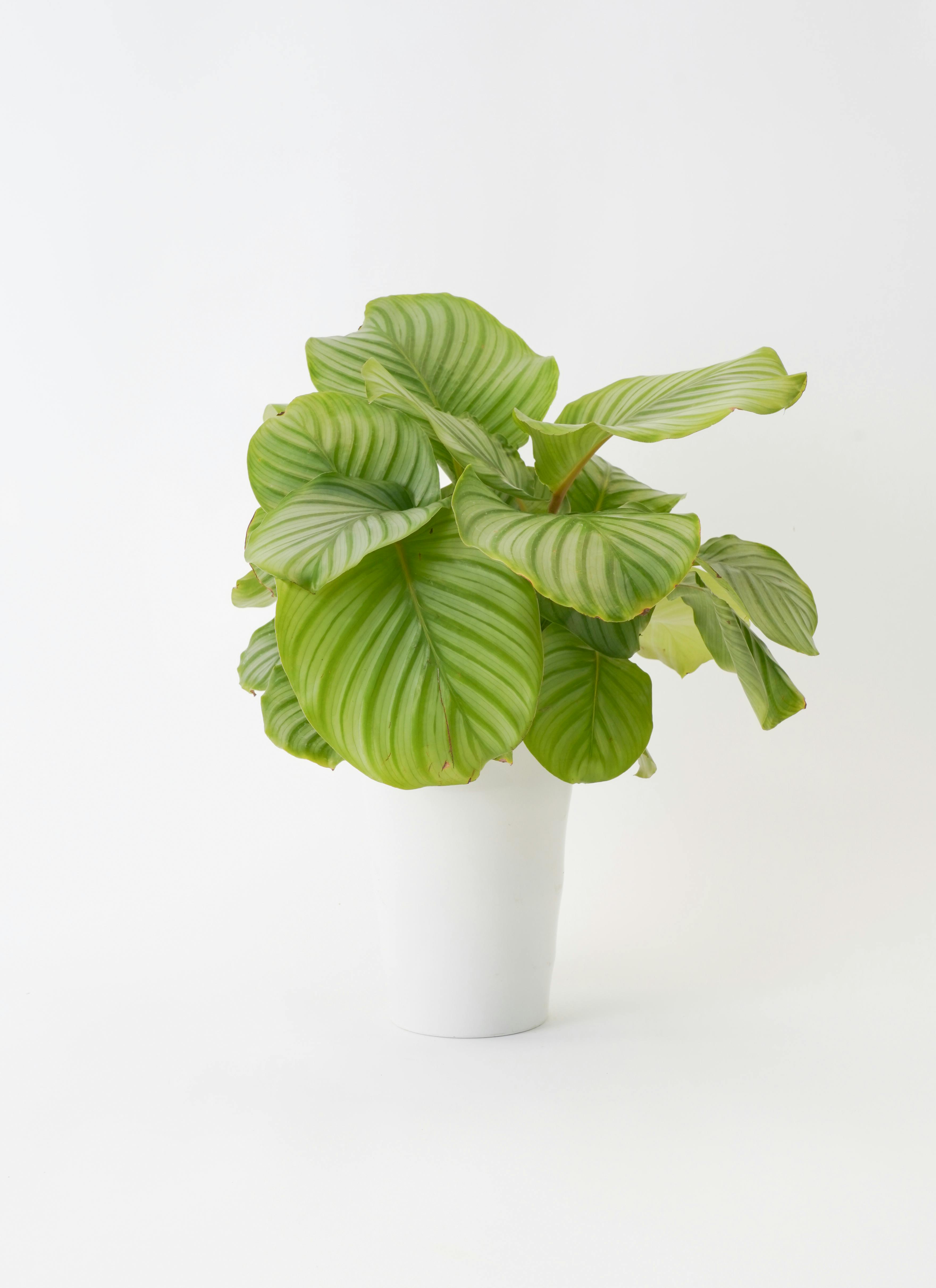 観葉植物 カラテア 6号 オルビフォリア プラスチック鉢 | 観葉植物なら