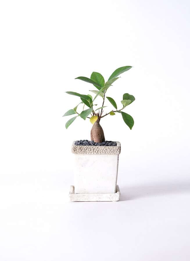 観葉植物 ガジュマル 3号 リト キューブ3 観葉植物ならhitohana ひとはな 観葉植物 ガジュマル 3号 リト キューブ3 観葉植物ならhitohana ひとはな