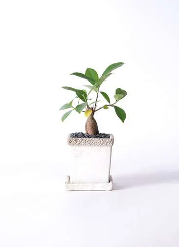 ミニガジュマルを選ぶ 観葉植物通販hitohana ひとはな