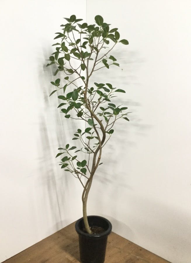 観葉植物 160cm フランスゴムの木 8号 曲り 観葉植物ならhitohana ひとはな 観葉植物 160cm フランスゴムの木 8号 曲り 観葉植物ならhitohana ひとはな