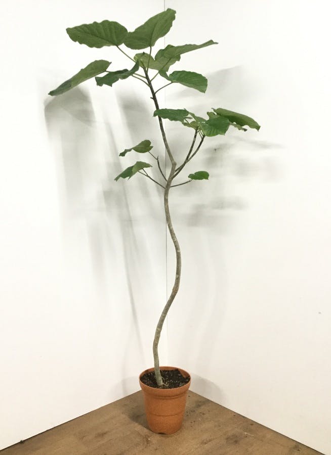 観葉植物 170cm フィカス ウンベラータ 8号 曲り 観葉植物ならhitohana ひとはな 観葉植物 170cm フィカス ウンベラータ 8号 曲り 観葉植物ならhitohana ひとはな