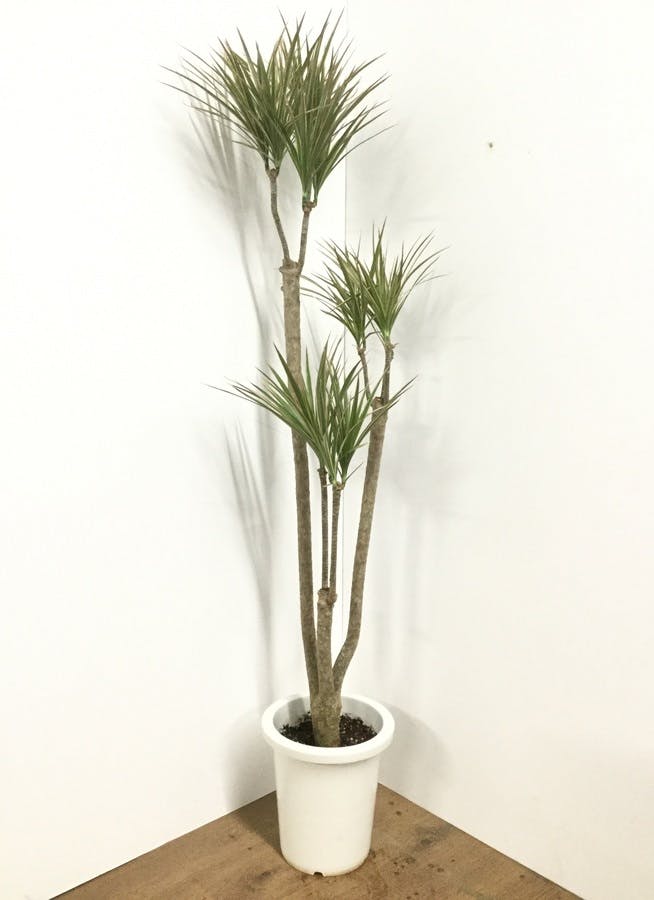 観葉植物 150cm ドラセナ コンシンネ トリカラー 8号 観葉植物ならhitohana ひとはな