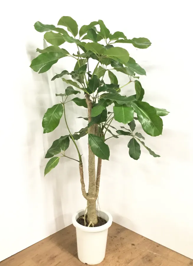 観葉植物 140cm ブラッサイア 8号 観葉植物ならhitohana ひとはな