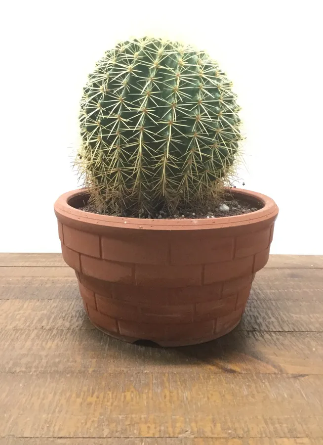 観葉植物 35cm 金鯱サボテン 8号 素焼き陶器鉢 観葉植物ならhitohana ひとはな